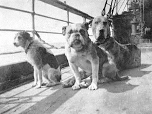 Собаки, пережившие крушение Титаника. На борту было 12 собак, но выжить удалось только трем. 1912 год.
