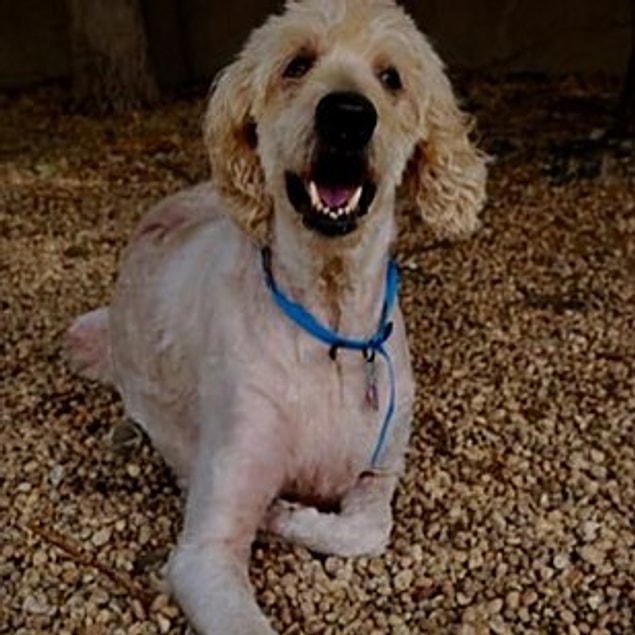 27. Shaggy Boy