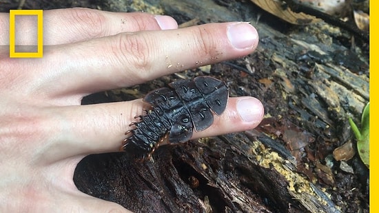 Muhtemelen Daha Önce Görmediğiniz Garip ve Az Rastlanan Bir Böcek Türü
