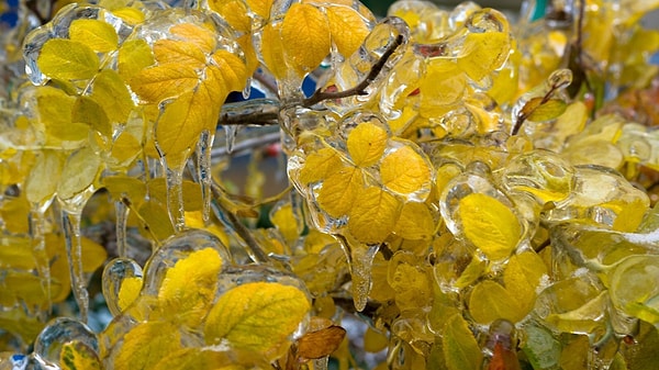 5. Каждая веточка и травинка покрыты тонким прозрачным слоем льда, которые, при малейшем колебании, издают хрустальный мелодичный звон