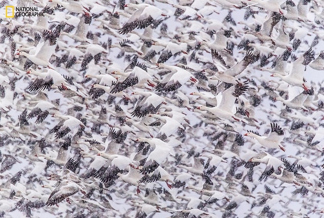 15. Bosque del Apache Vahşi Yaşam Sığınağı'nda uçan binlerce kar kazı, New Mexico, ABD.