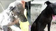 Hâlâ Umut Var! İnsanlığa Olan İnancınızı Tazeleyecek, Kurtarılan 36 Köpeğin Değişimi