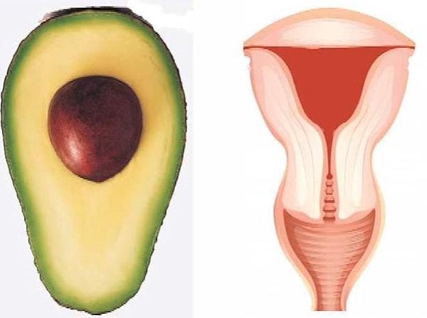 1. Avokado ve uterus’un benzerliklerine bakın!