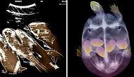14 рентген-снимков беременных животных: вот это да!