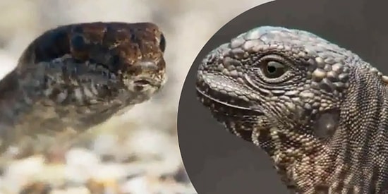 İguana Yerine Terler Dökeceğiniz Gerim Gerim Germeli Yılanlardan Kaçış Anı