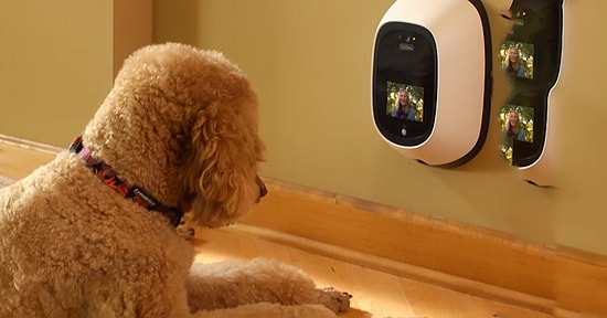 Скучаете по своей собаке на работе? Вам поможет это приспособление