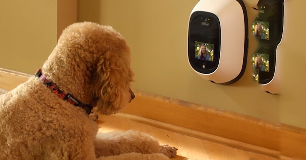 Скучаете по своей собаке на работе? Вам поможет это приспособление