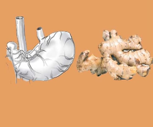 6. имбирь = желудок