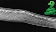15 Enlightening X-Rays Of Pregnant Animals!
