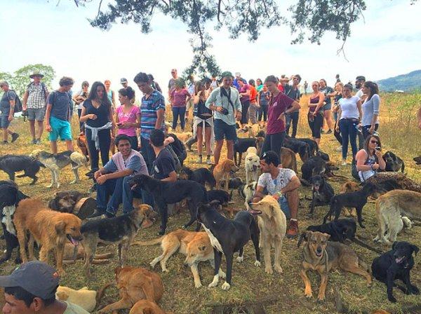 3. Sokak Köpeklerinin Bölgesi (Territorio De Zagüates) Kosta Rika'da bulunan ve köpekleri asla ötenazi ile öldürmeyen bir barınak