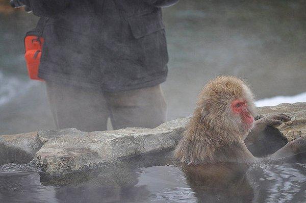 12. Jigokudani Maymun Parkı, Japonya