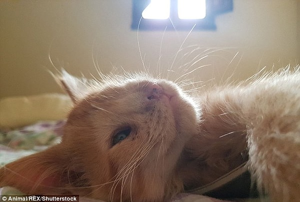 Работники центра по спасению животных говорят, что Ромео выбросили на улицу, поскольку никто не хотел его приютить, и сегодня его история облетела весь мир!