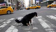 Когда собака знает правила дорожного движения лучше, чем люди