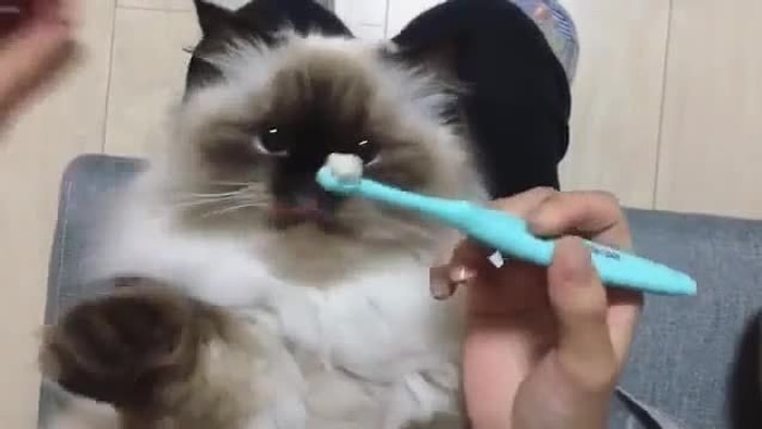 Diş Macununun Tadına Bayılan Şapşik Kedi