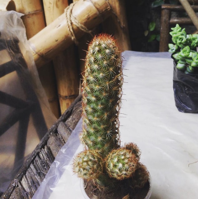 8. There are other plants at the nursery, y’know… But you only see this one.