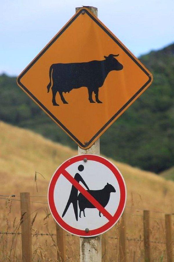 5. Neyse en azından inekler güvende.