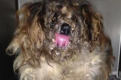 36 Rescue Dog Transformations That Will Melt Your Heart Right Away!