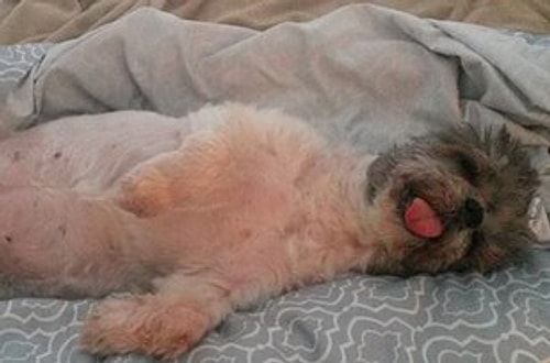 36 Rescue Dog Transformations That Will Melt Your Heart Right Away!