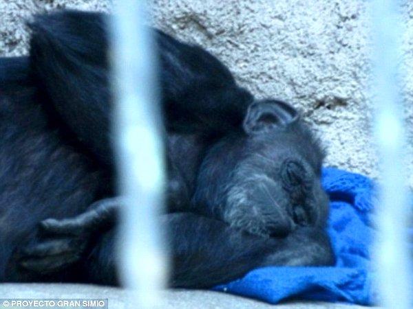 Eylül 2014'te İspanya'dan gelerek hayvanat bahçesini ziyaret eden Büyük Maymun Projesi yöneticisi Pedro Pozas Terrados, Cecilia'nın yaşadığı koşulları Arjantin basınına bildirmişti.