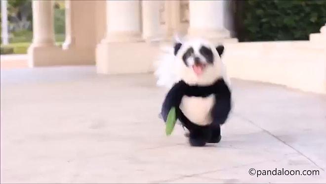 Panda Kostümü Giymiş Dünya Sevimlisi Köpek