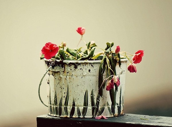 8. У вас дома умирают комнатные растения