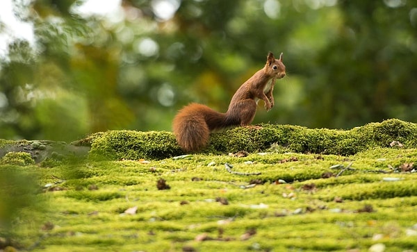 28. Штутгарт, Германия (SIlas Stein)