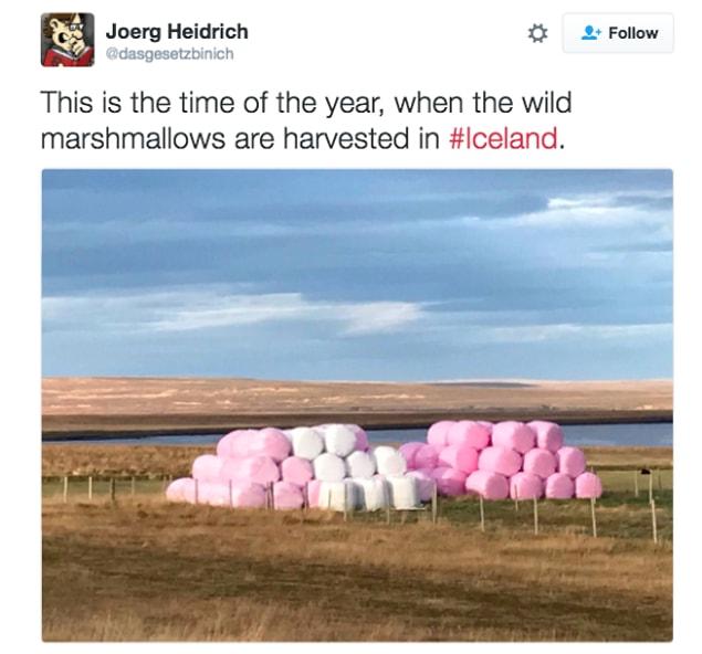 26. I didn't know they had marshmallow farms in Iceland...