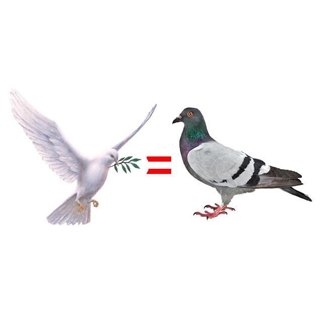 1. Doves and pigeons are pretty much the exact same animal.