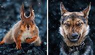 Невероятно сильные портреты животных от украинского фотографа