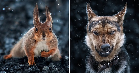 Невероятно сильные портреты животных от украинского фотографа