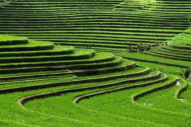 15. Rice terraces, Bali, Indonesia