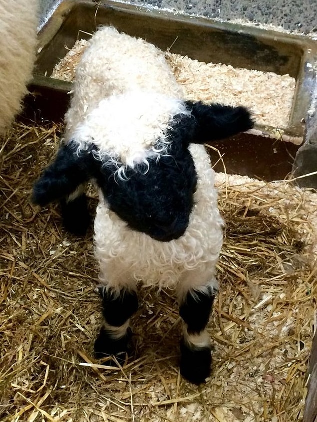 3. Unbearably cute. I would like to tickle that head! 🤔🙄