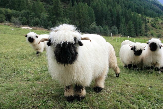 6. So fluffy ^^