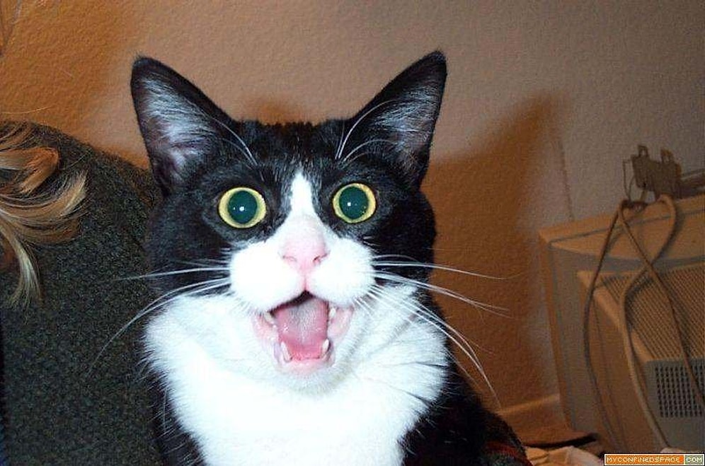 Реакция кота, впервые увидевшего дикую рысь