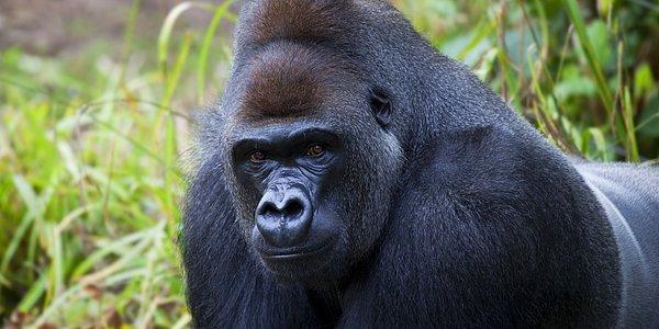 17. Vahşi gorillerin yemek yerken çıkardığı mırıltılarda mutlu melodiler tespit edildi.