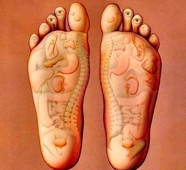 Wie man die inneren Organe beeinflusst.  Fußmassage-Schema.