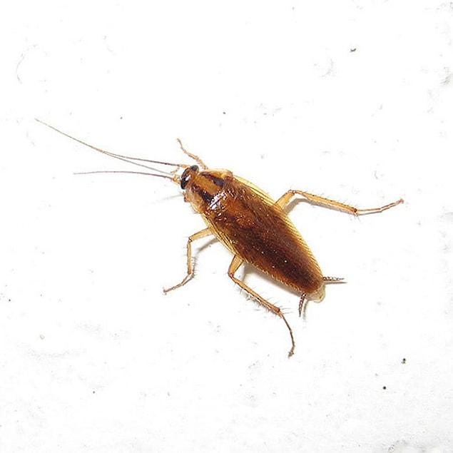 10. Cockroach