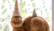 These Cats Wearing Hats Made From Their Own Hair Is The Cutest Thing On The Internet Right Now