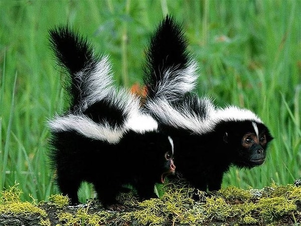 2. Обезьяноскунс