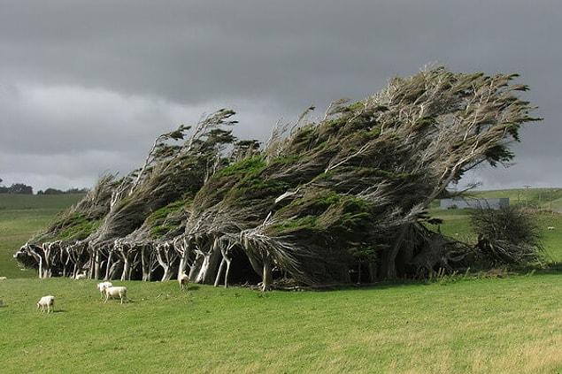 2. Windswept trees in New Zealand