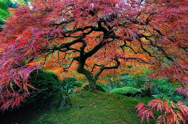 4. Portland, Oregon, Japanese Maple trees