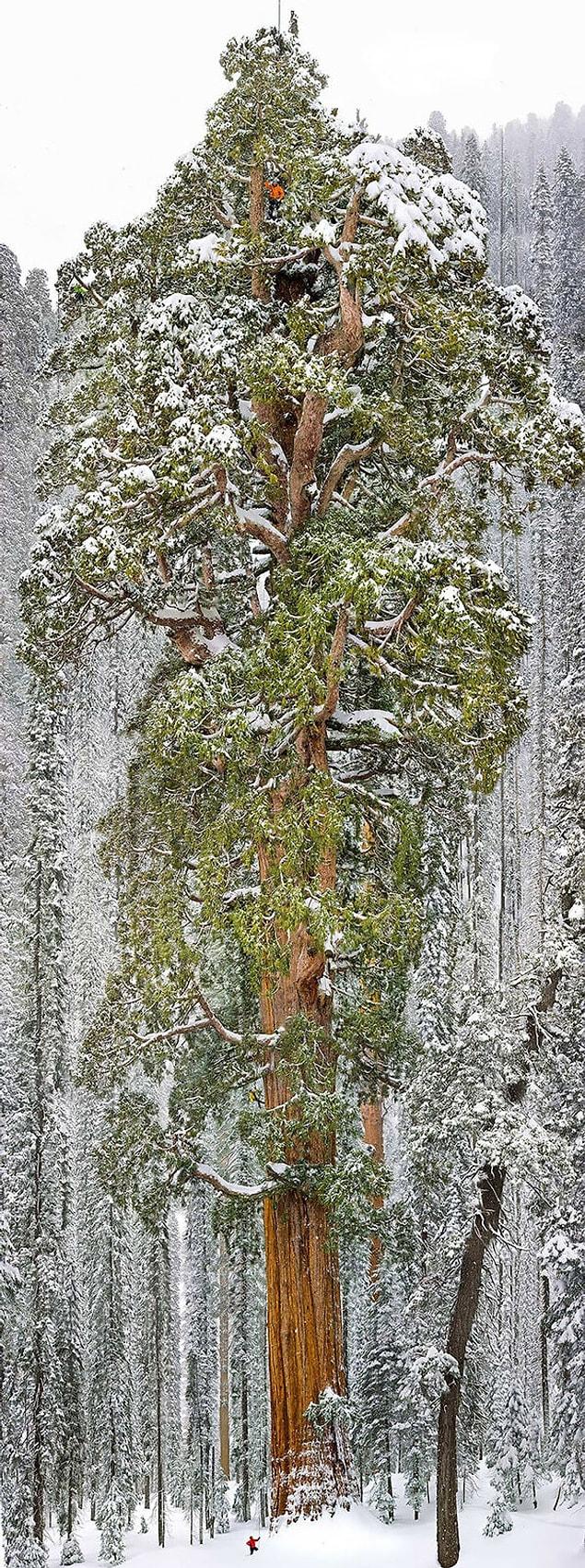 10. The President, third largest Giant Sequoia tree in the world, California