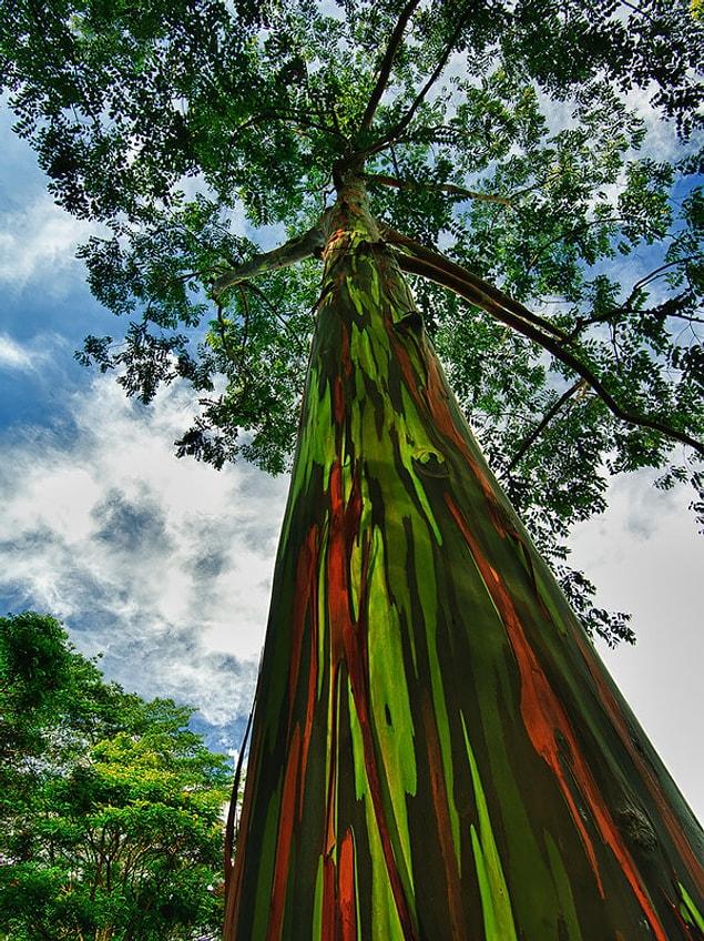 12. Rainbow Euccalyptus in Kauai, Hawaii