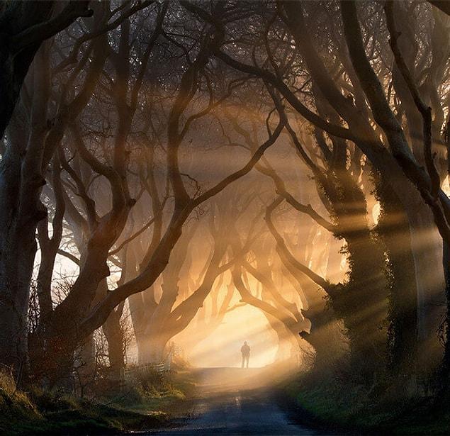 16. The Dark Hedges in Northen Ireland