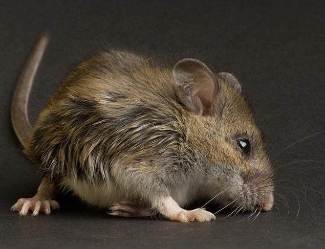 12. The oldest mouse in the world, Yoda, died at the age of 4. 4 mouse years equals 134 humans years!