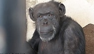 Argentinian Judge Declares Chimpanzee Cecilia Has To Be Freed From Zoo