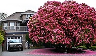 15 Amazing Trees That Are Pushing The Boundaries Of Beauty!