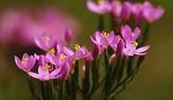 Ditch Your Prescriptions, The Miraculous Plant Centaury Is Good For Everything!