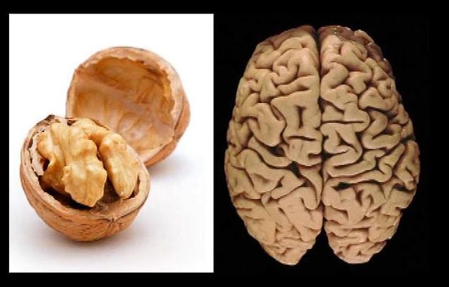 5. Walnuts look almost like a micro brain!