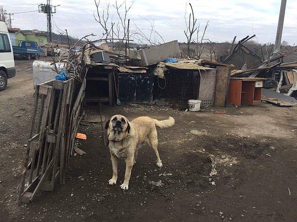 Orman ve Su İşleri Bakanlığı, köpeğin durumunun iyi olduğunu belirtti ve fotoğraflarını paylaştı: